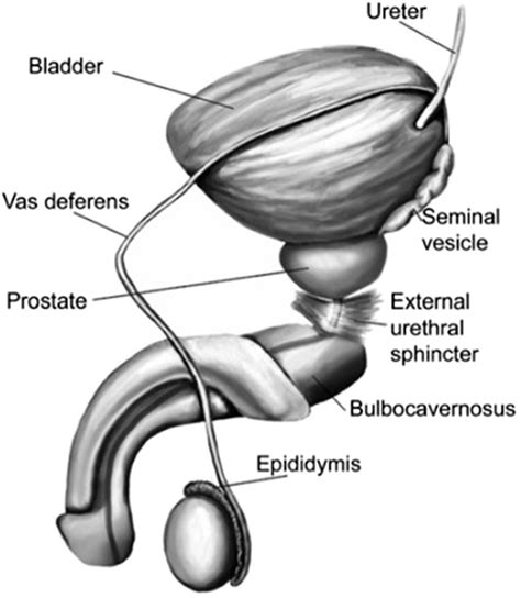 teen cum pic|Penis: Anatomy, Picture, Erection, and Ejaculation